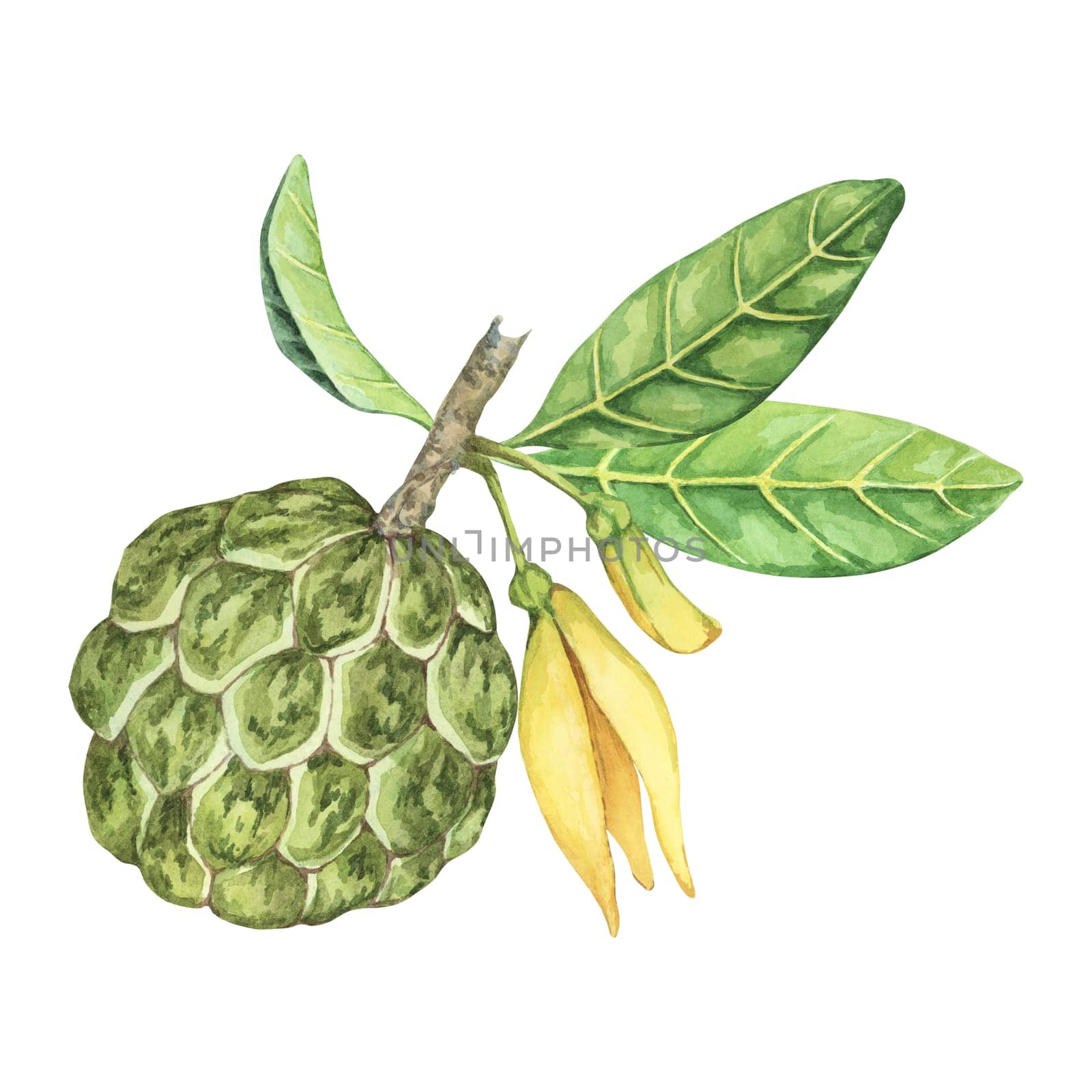 Ripe green whole tropical cherimoya exotic fruit with leaves and flowers. Hand drawn watercolor illustration of custard apple, sugar sweet apple for printing, packaging, sticker products, scrapbooking