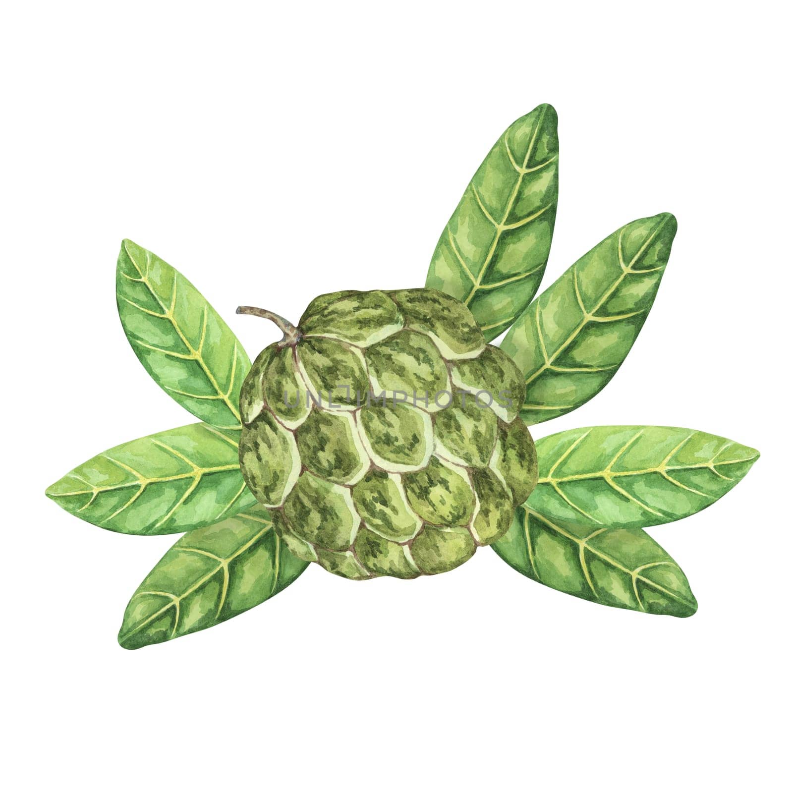 Green cherimoya exotic fruit with leaves. Hand drawn watercolor illustration of custard apple, sugar sweet apple set for printing, packaging, stickers by Fofito