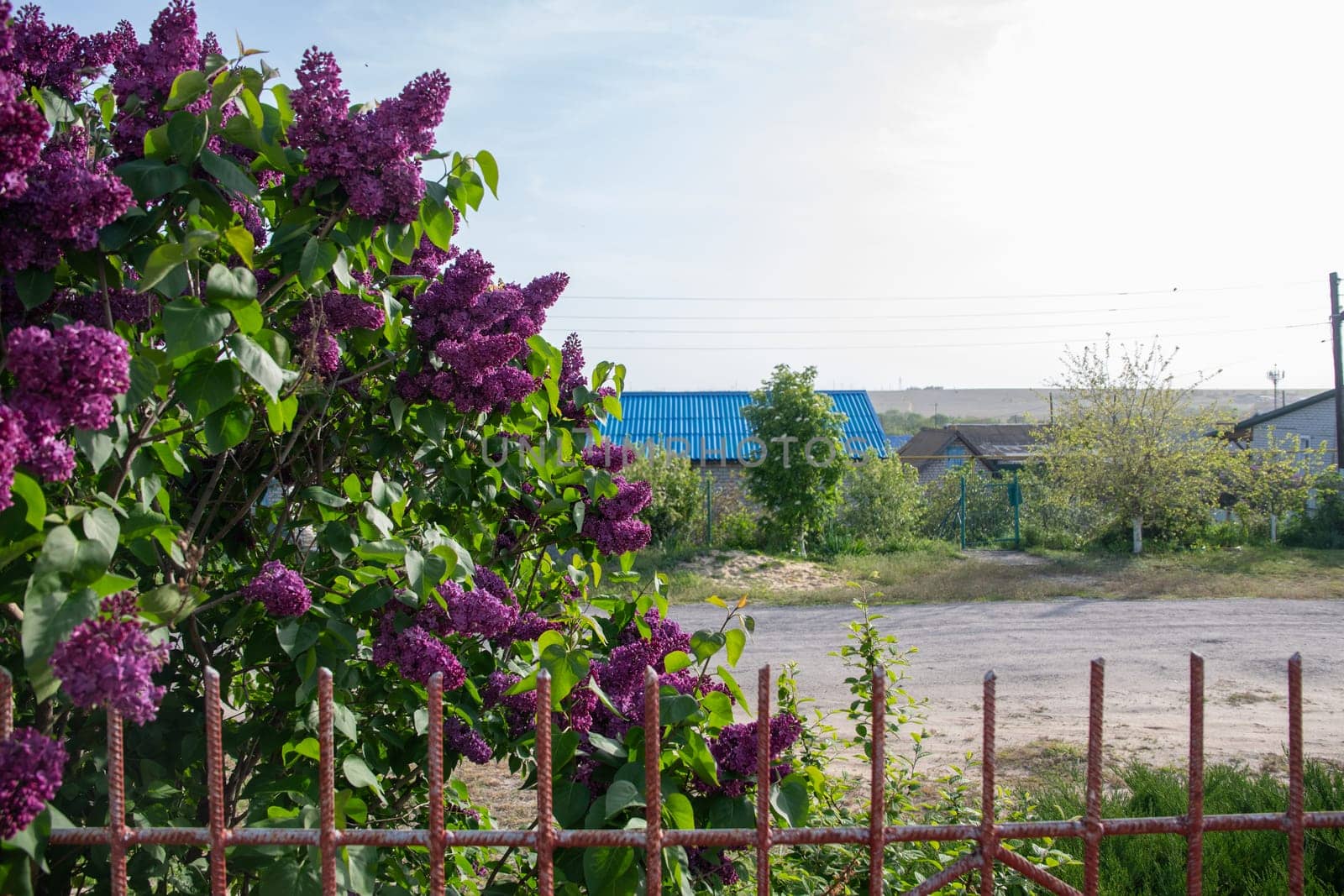 large bush of purple lilac against background of blue and clear sky,near the fence of village house, early spring by KaterinaDalemans