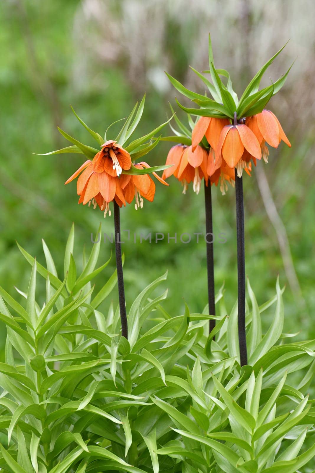 Fritillaria Imperialis rubra Maxima - bulbous flower blooming in early spring by olgavolodina