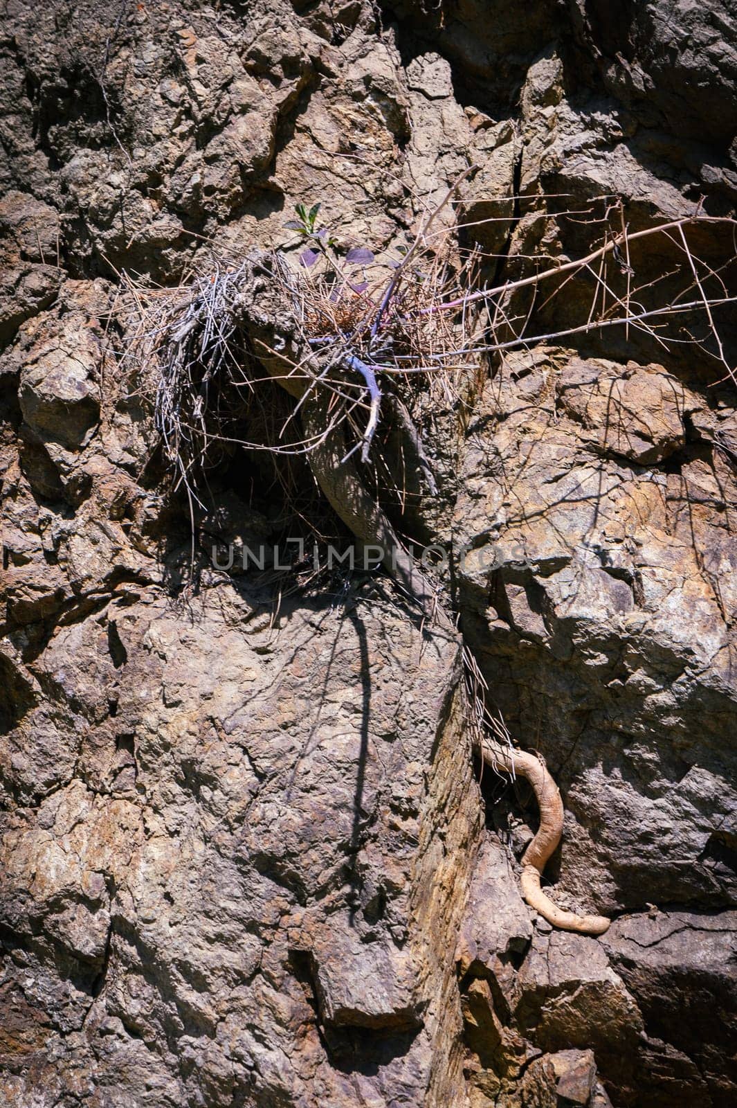Plant roots exposed on rocks
