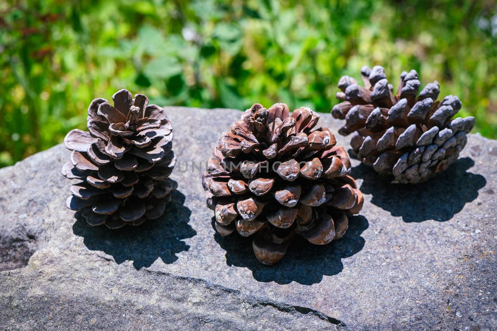 Closeup of three pine cone on gray rocks 1