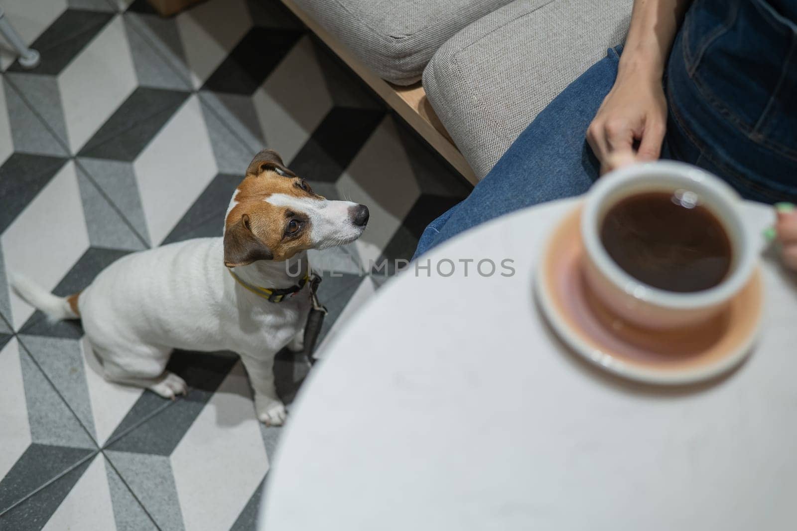 Woman drinking coffee in a dog friendly cafe. Jack Russell sits on the floor in a cafe and waits for the owner