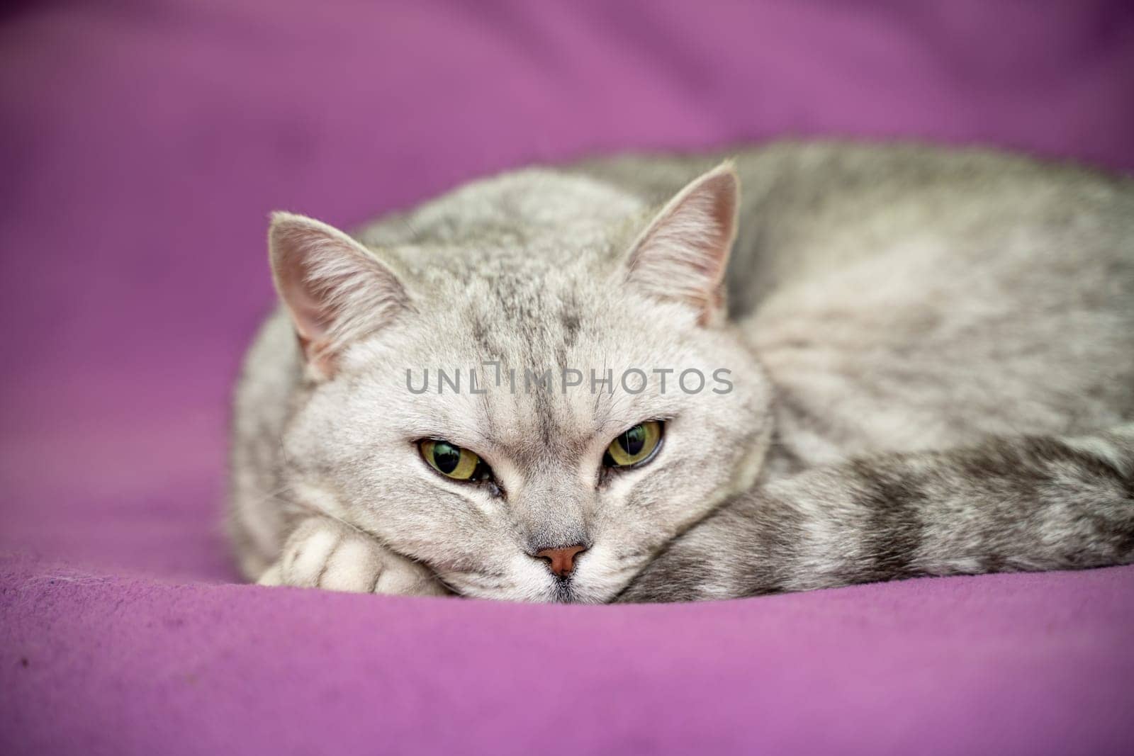 scottish straight cat is sleeping. Close-up of the muzzle of a sleeping cat with closed eyes. Against the backdrop of a light blanket. Favorite pets, cat food. by Matiunina