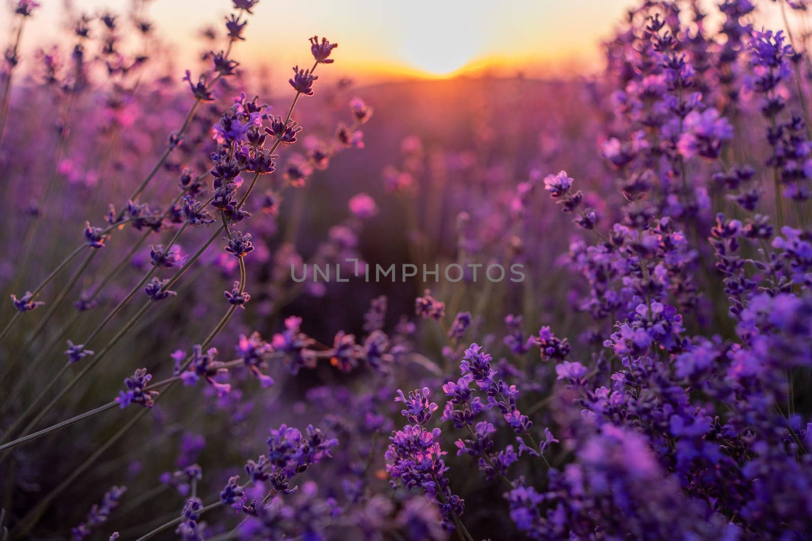 Blooming lavender in a field at in Provence. Fantastic summer mood, floral sunset landscape of meadow lavender flowers. Peaceful bright and relaxing nature scenery