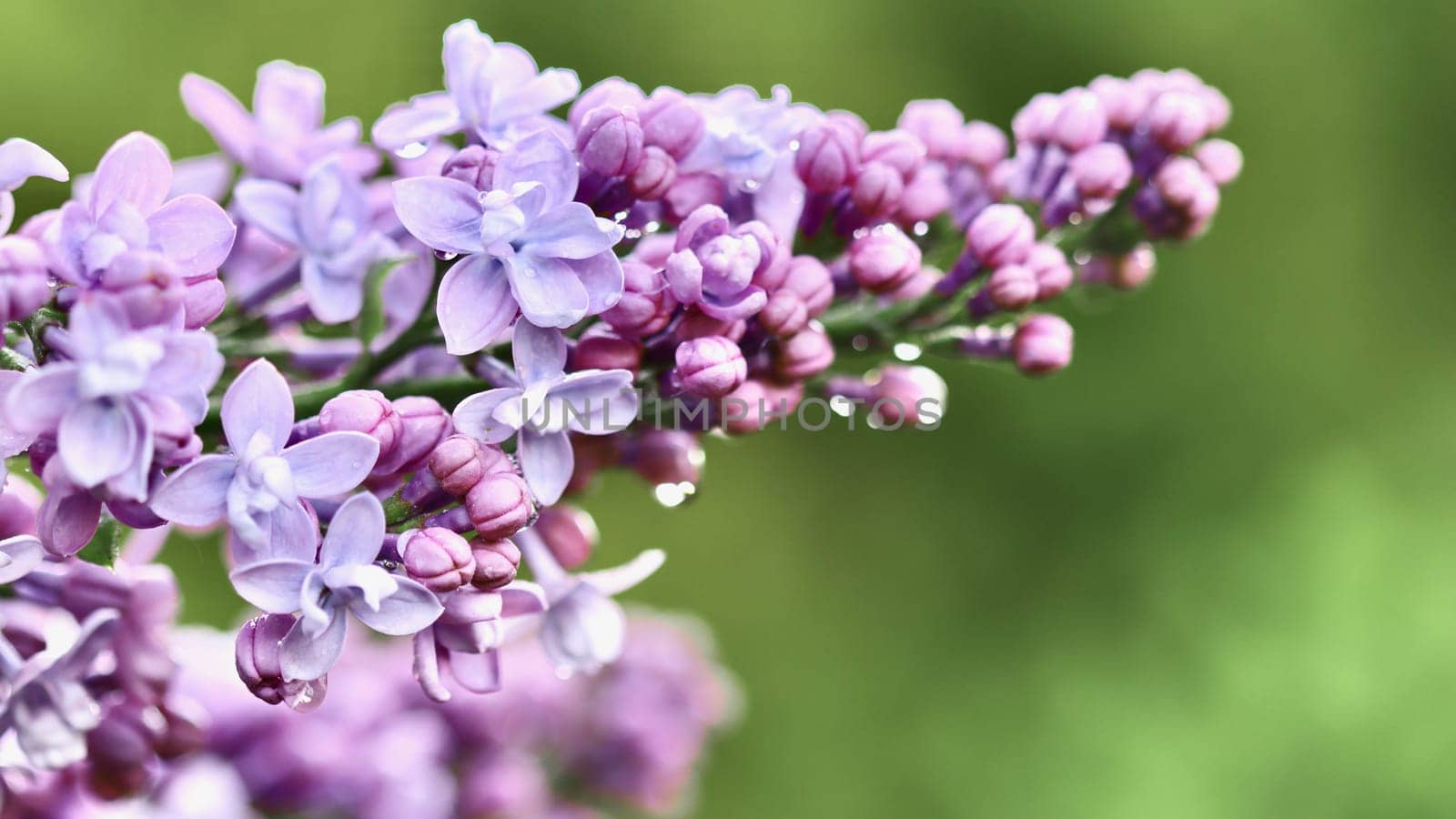 Blooming purple terry lilac with water drops after rain against green background. Soft focus. Floral backdrop