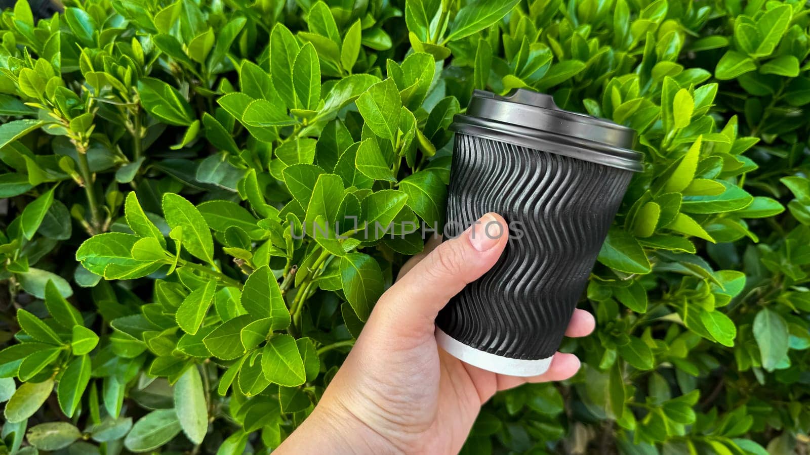 Close up of hand holding ribbed black disposable coffee cup with lid against vibrant green boxwood hedge background. Quick coffee break outdoors concept. by Lunnica