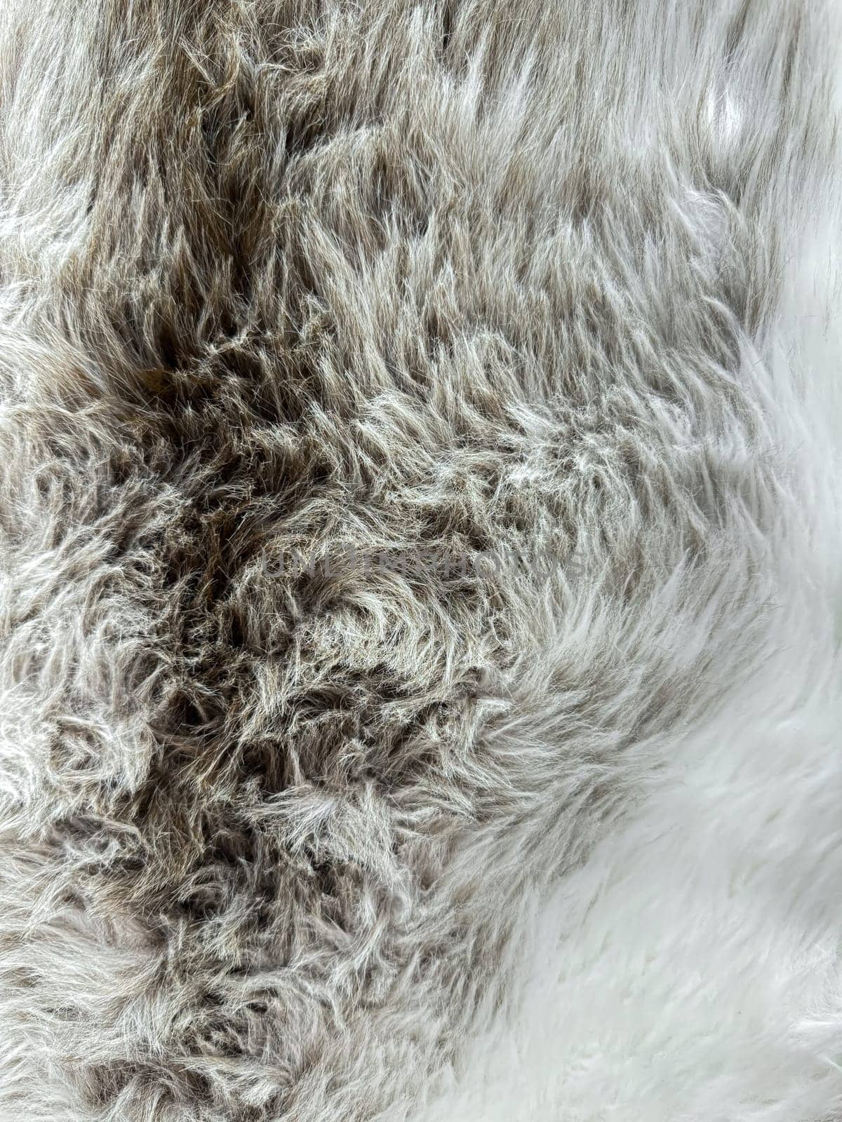 Close up texture of animal fur with gradient from gray to white, detailed natural background for design and print. by Lunnica