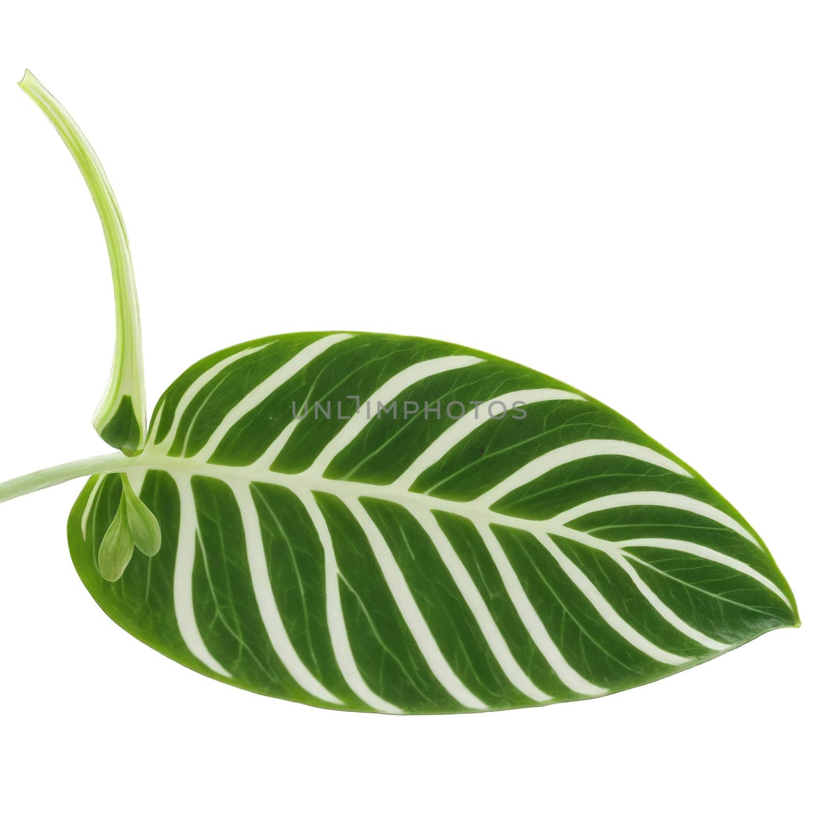 Stromanthe leaf oval leaf with striking green and white variegation and prominent veins Stromanthe sanguinea by Matiunina