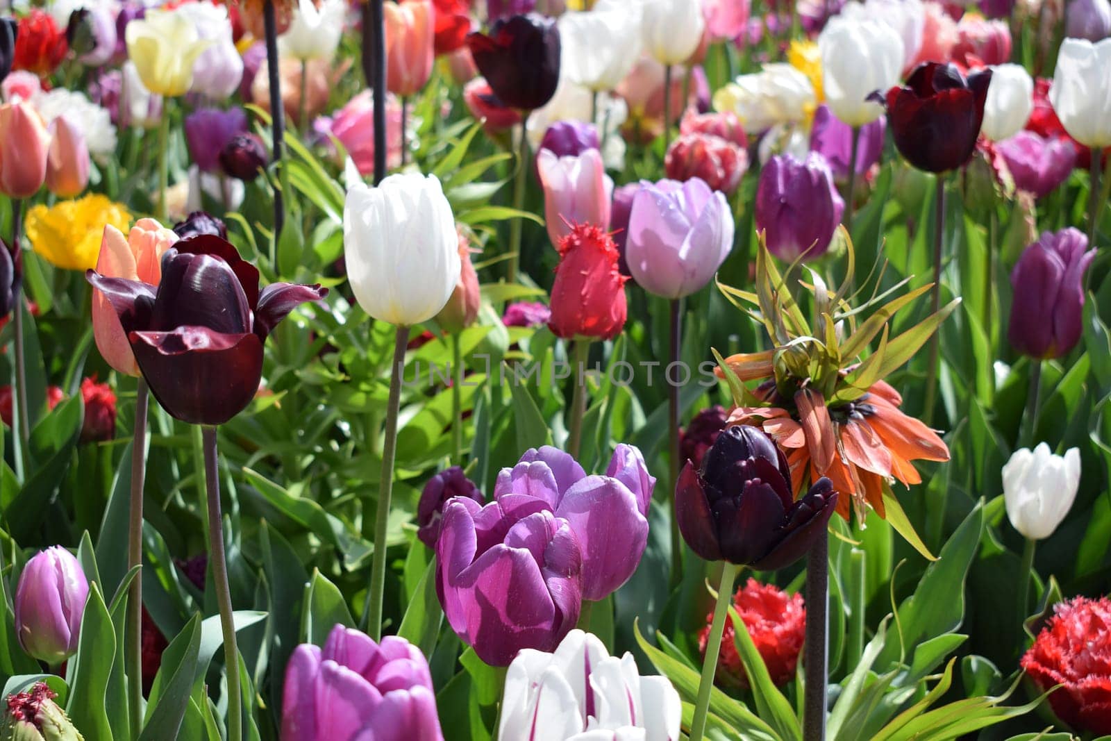 Field with beautiful red tulips. High quality photo