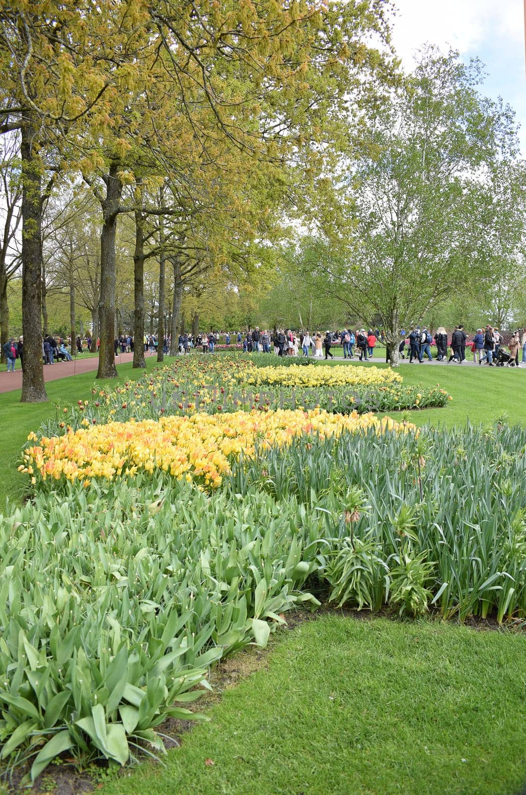 Keukenhof Hollande, the largest tulip park. High quality photo