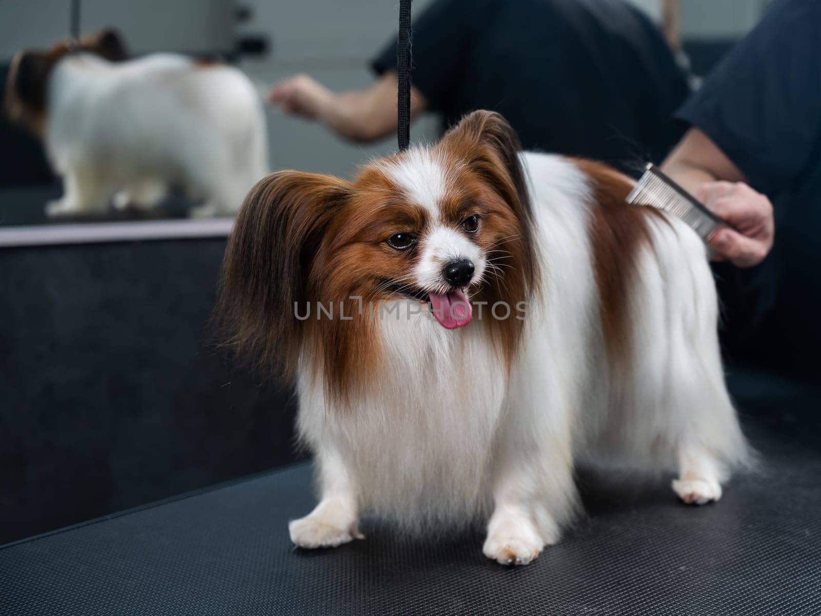 Caucasian woman combing a dog. Papillon Continental Spaniel with tongue hanging out at grooming