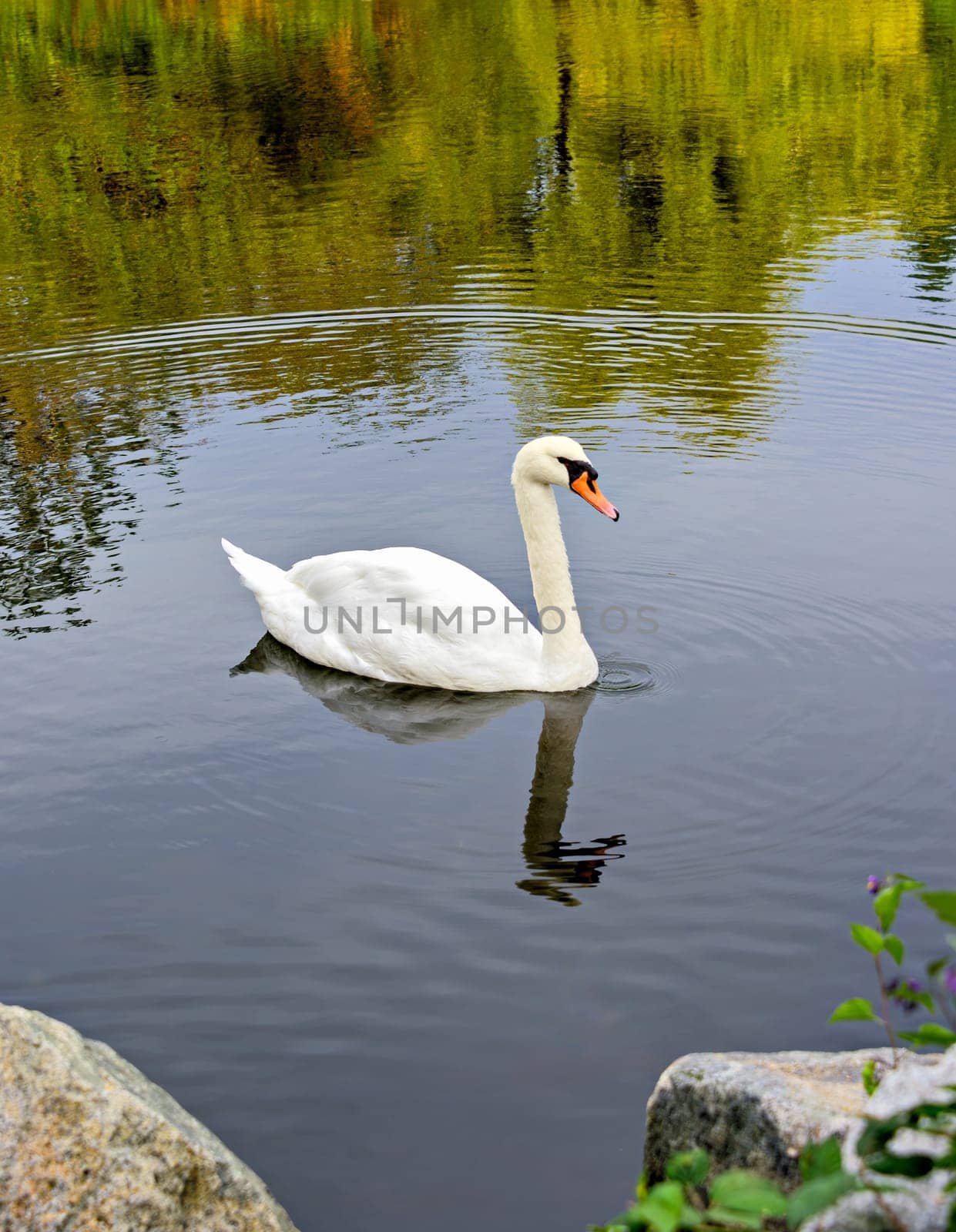 Graceful white swan floating on the lake.