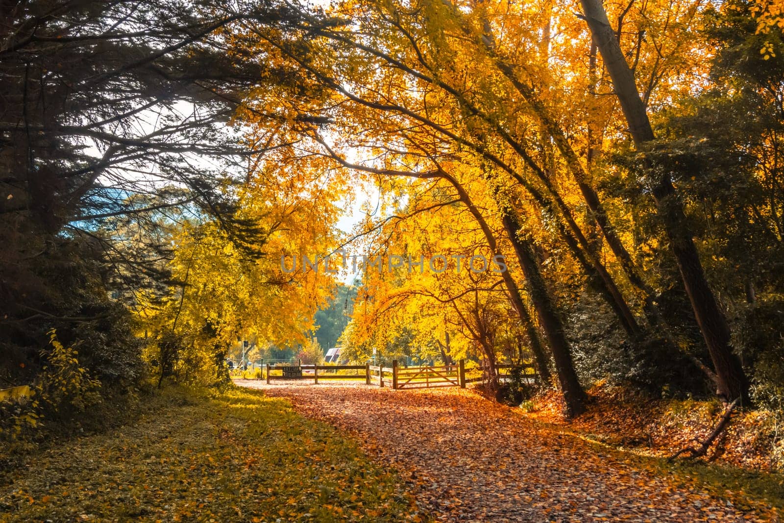 Landscape long the popular Lilydale to Warburton Rail Trail on a cool autumn day in Victoria, Australia