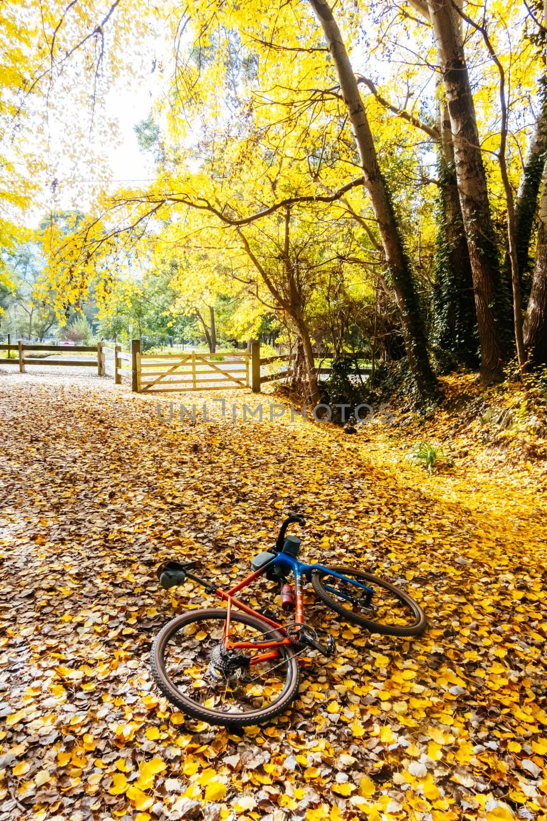 Lilydale to Warburton Rail Trail in Australia by FiledIMAGE