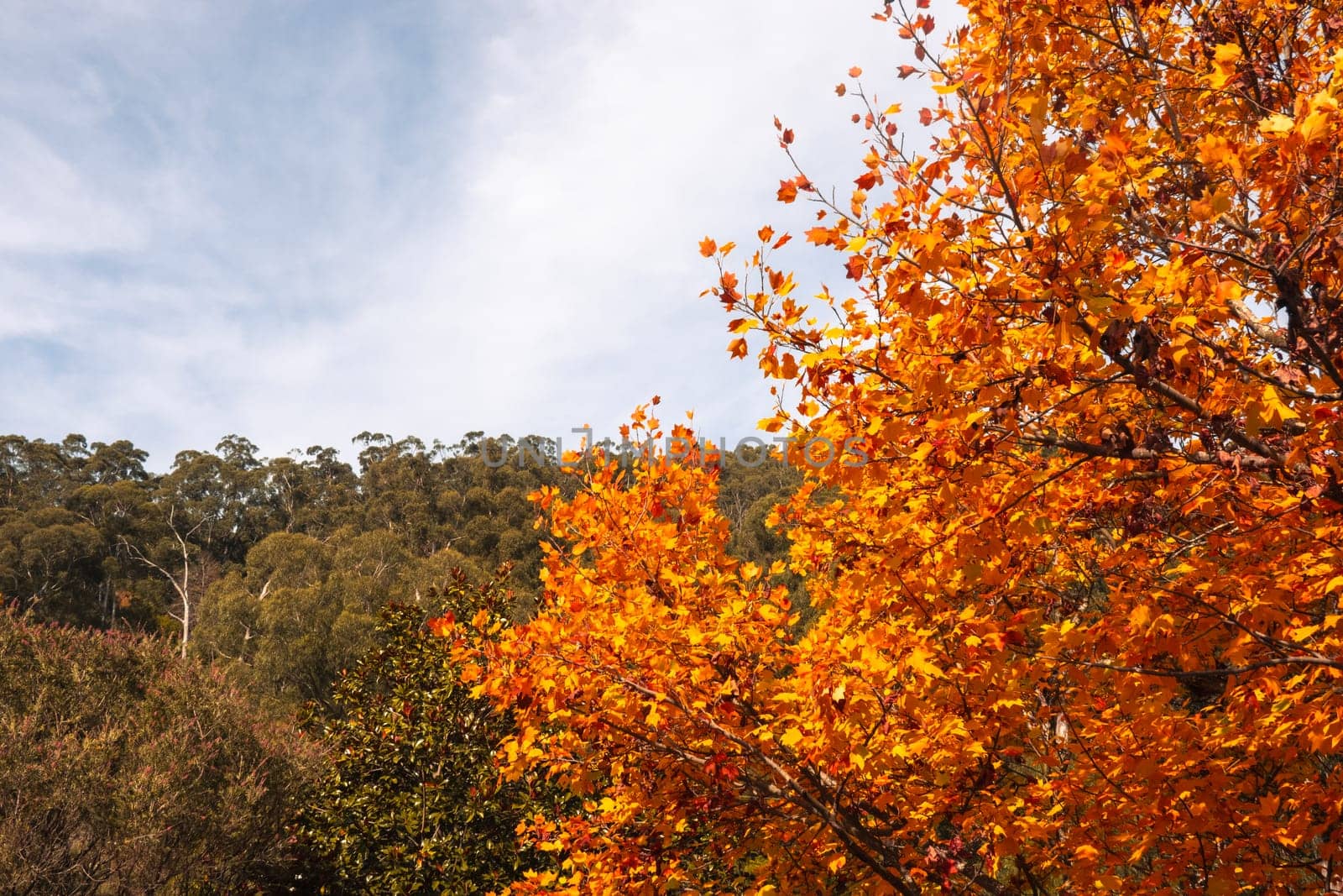 Landscape long the popular Lilydale to Warburton Rail Trail on a cool autumn day in Victoria, Australia