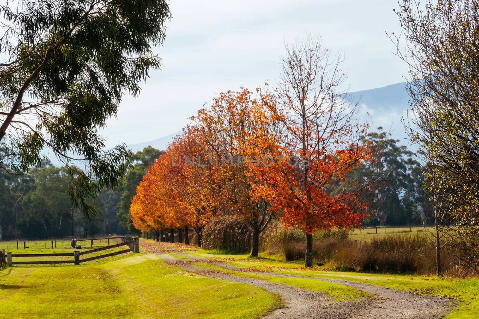 Lilydale to Warburton Rail Trail in Australia by FiledIMAGE