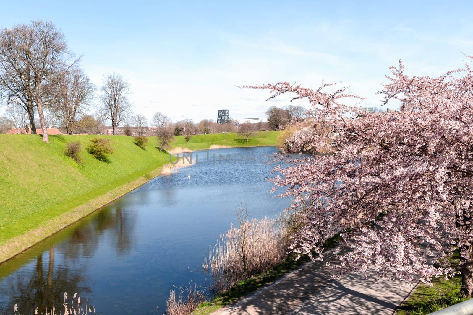 Cherry Blossom in Langelinie park on a beautiful spring day. Sakura festival. Copenhagen, Denmark 