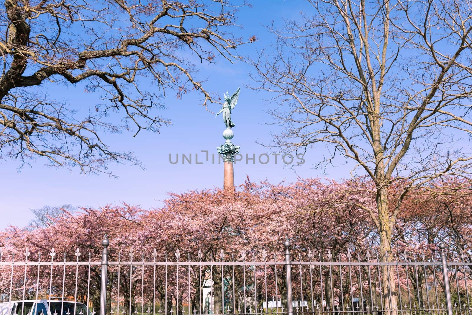 Cherry Blossom in Langelinie park on a beautiful spring day. Sakura festival. Copenhagen, Denmark 