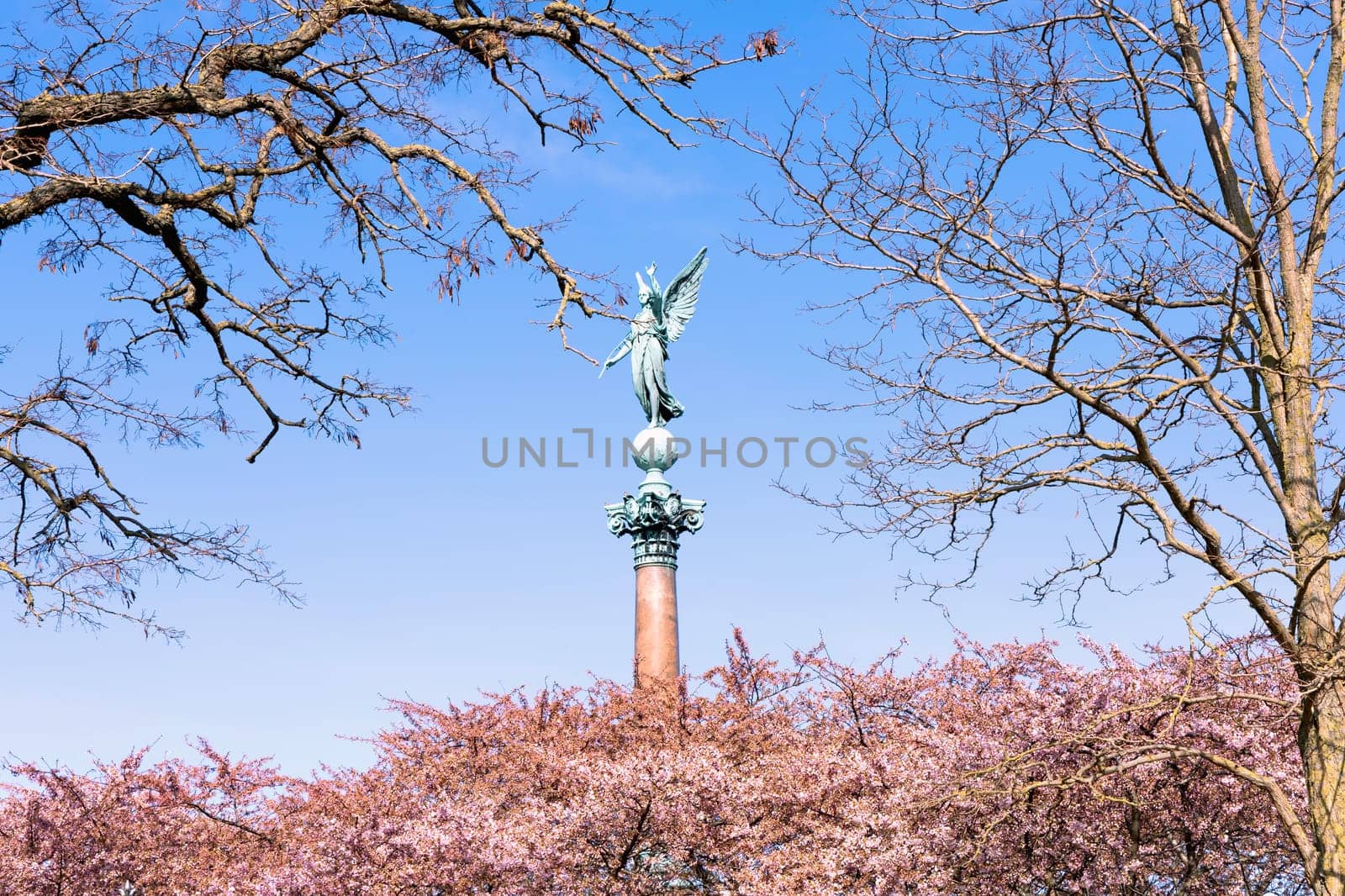 Cherry Blossom in Langelinie park on a beautiful spring day. Sakura festival. Copenhagen, Denmark 