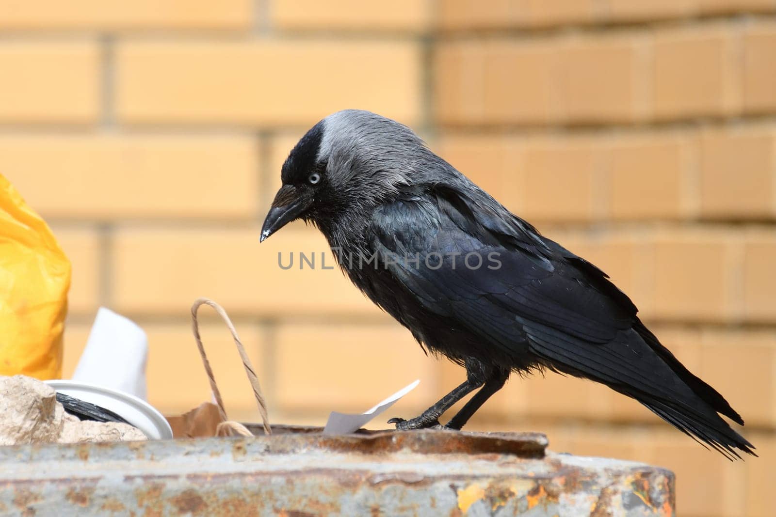 Jackdaw sits on edge of a garbage container