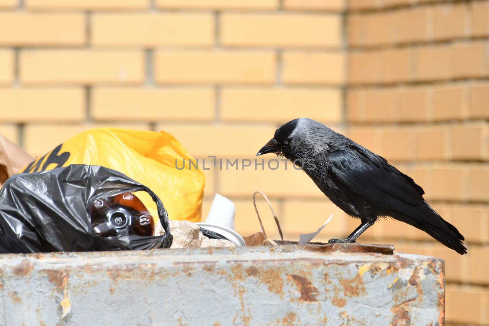 Jackdaw sits on the edge of a garbage container by olgavolodina