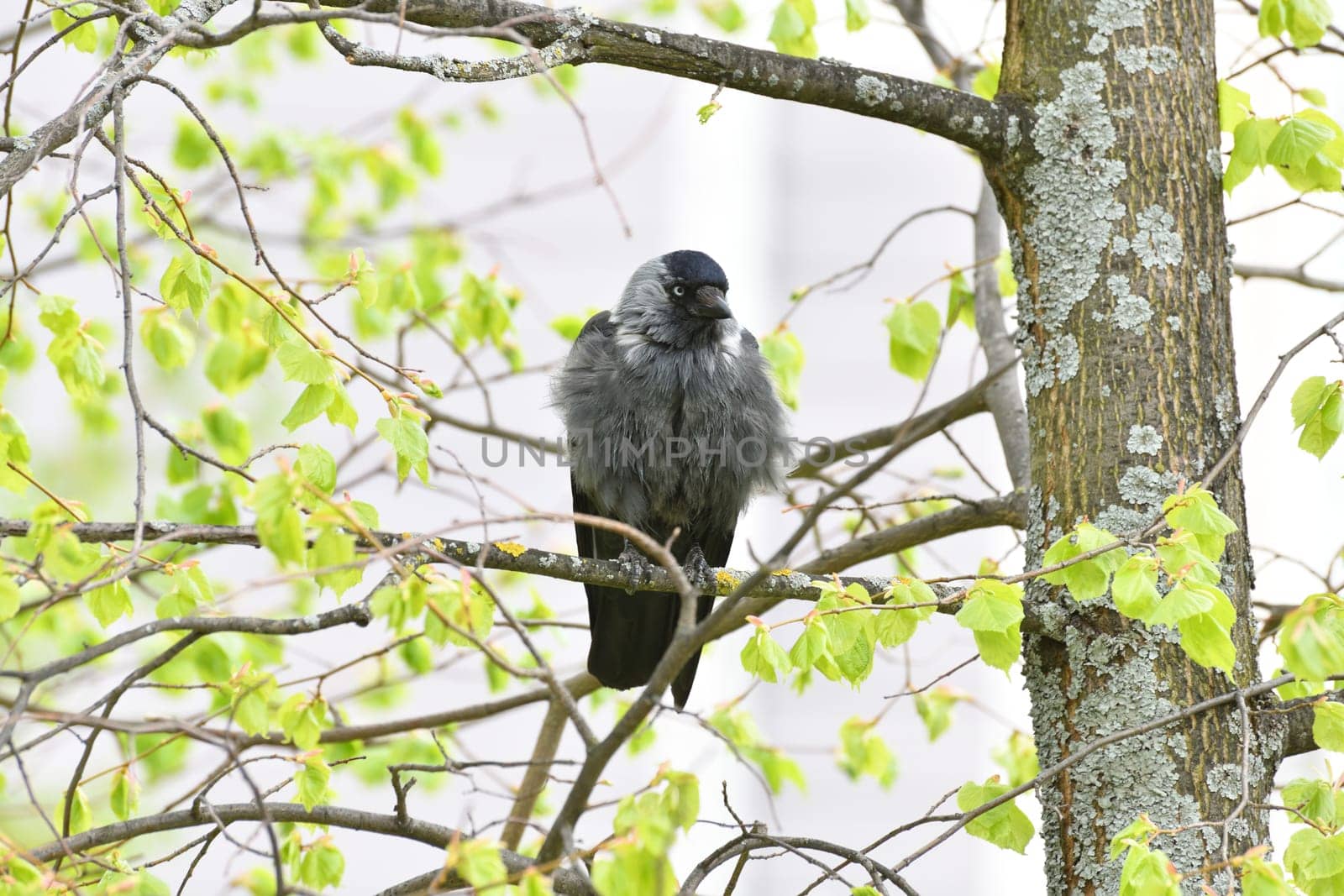 A jackdaw with ruffled feathers sits on tree branch