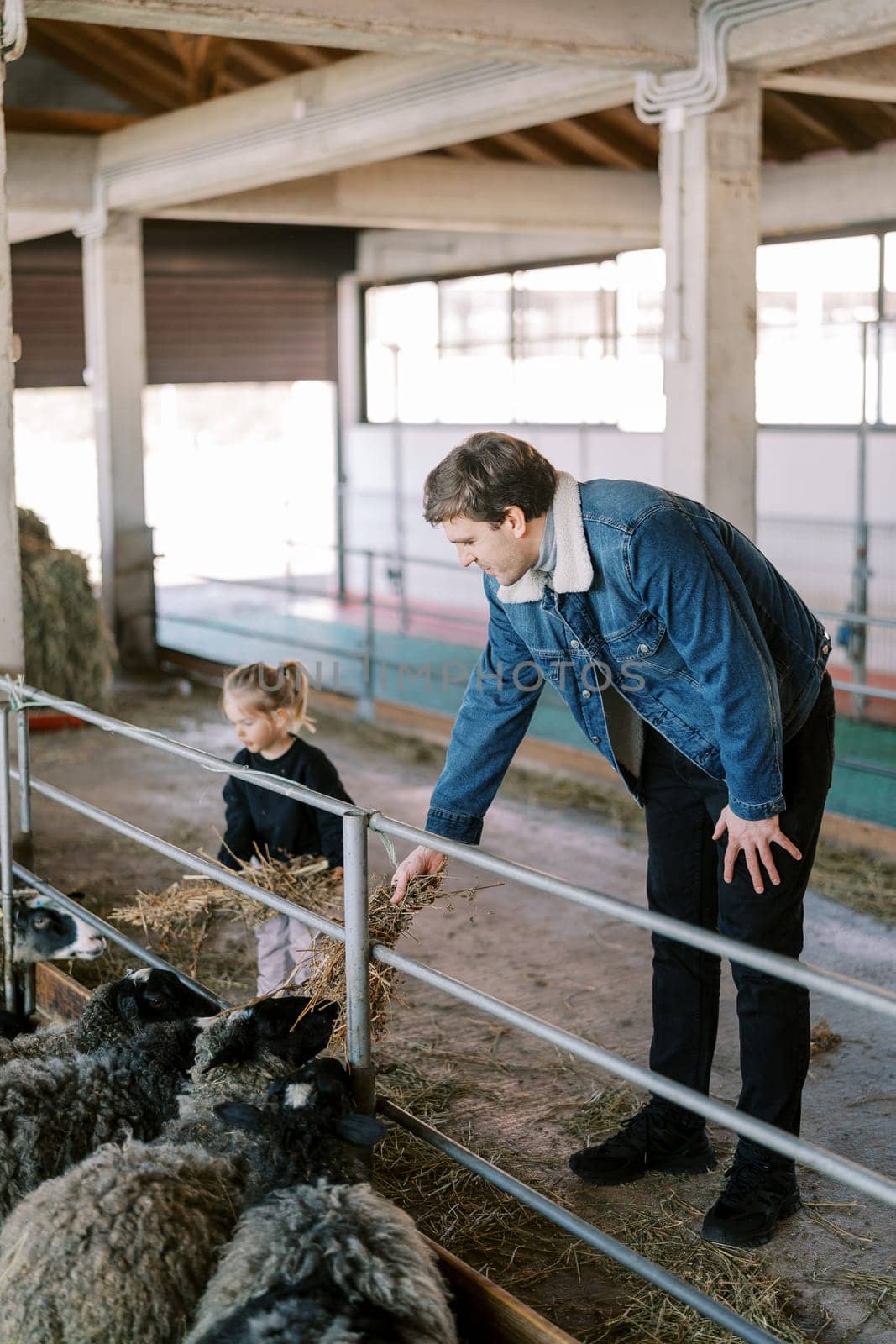 Little girl and dad feed sheep in a pen with hay through the fence. High quality photo