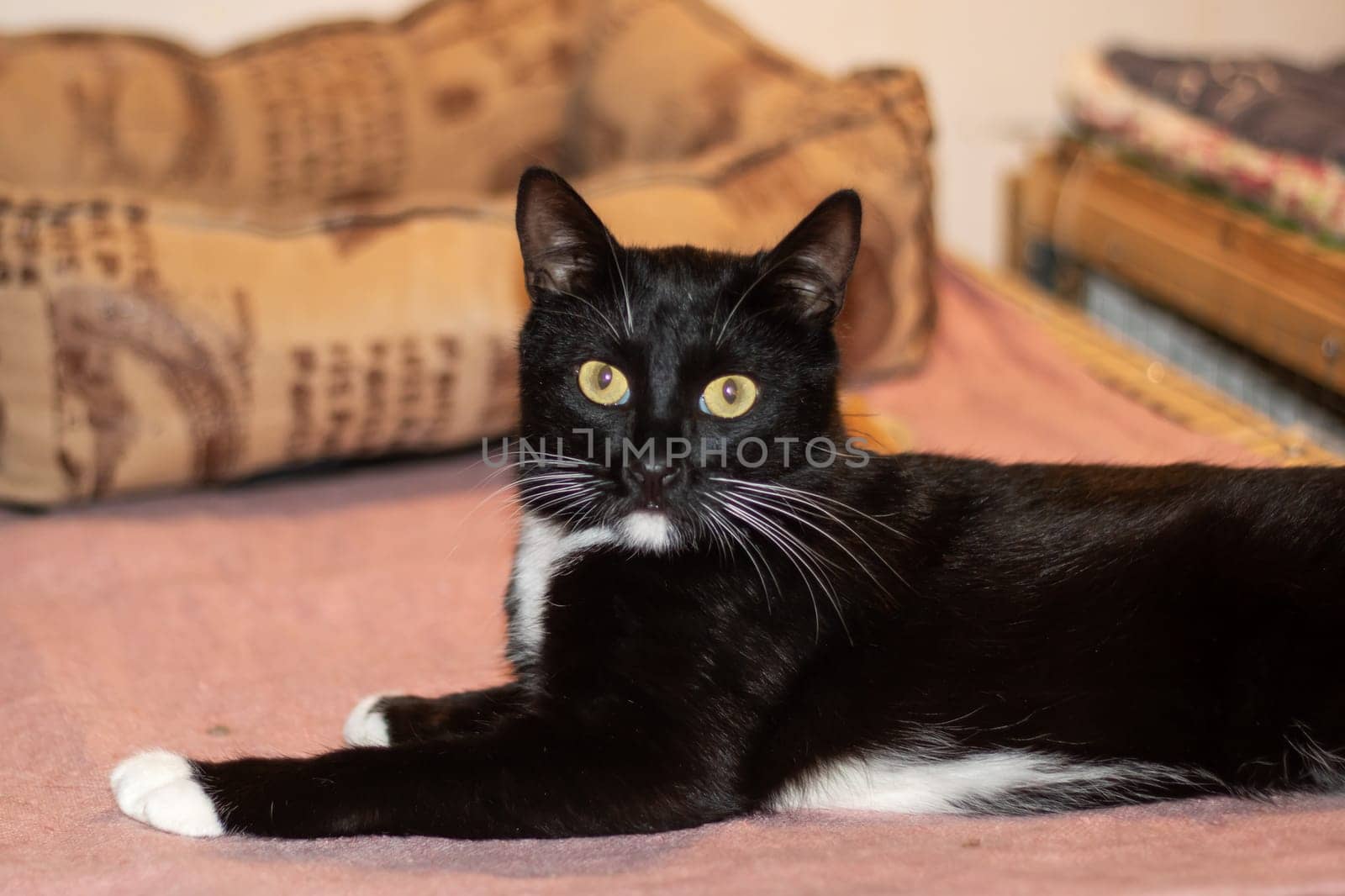 A carnivorous member of the family Felidae, the Bombay cat with white paws is curled up on a bed near a sunlit window, exuding comfort with its sleek black fur and whiskers