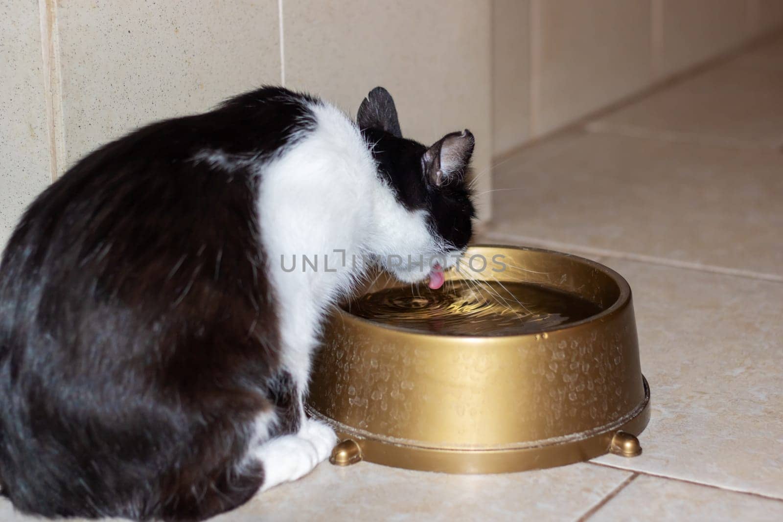 A carnivorous Felidae, the black and white cat with whiskers and a tail is drinking water from a gold cat supply bowl, a necessary pet supply for small to mediumsized cats