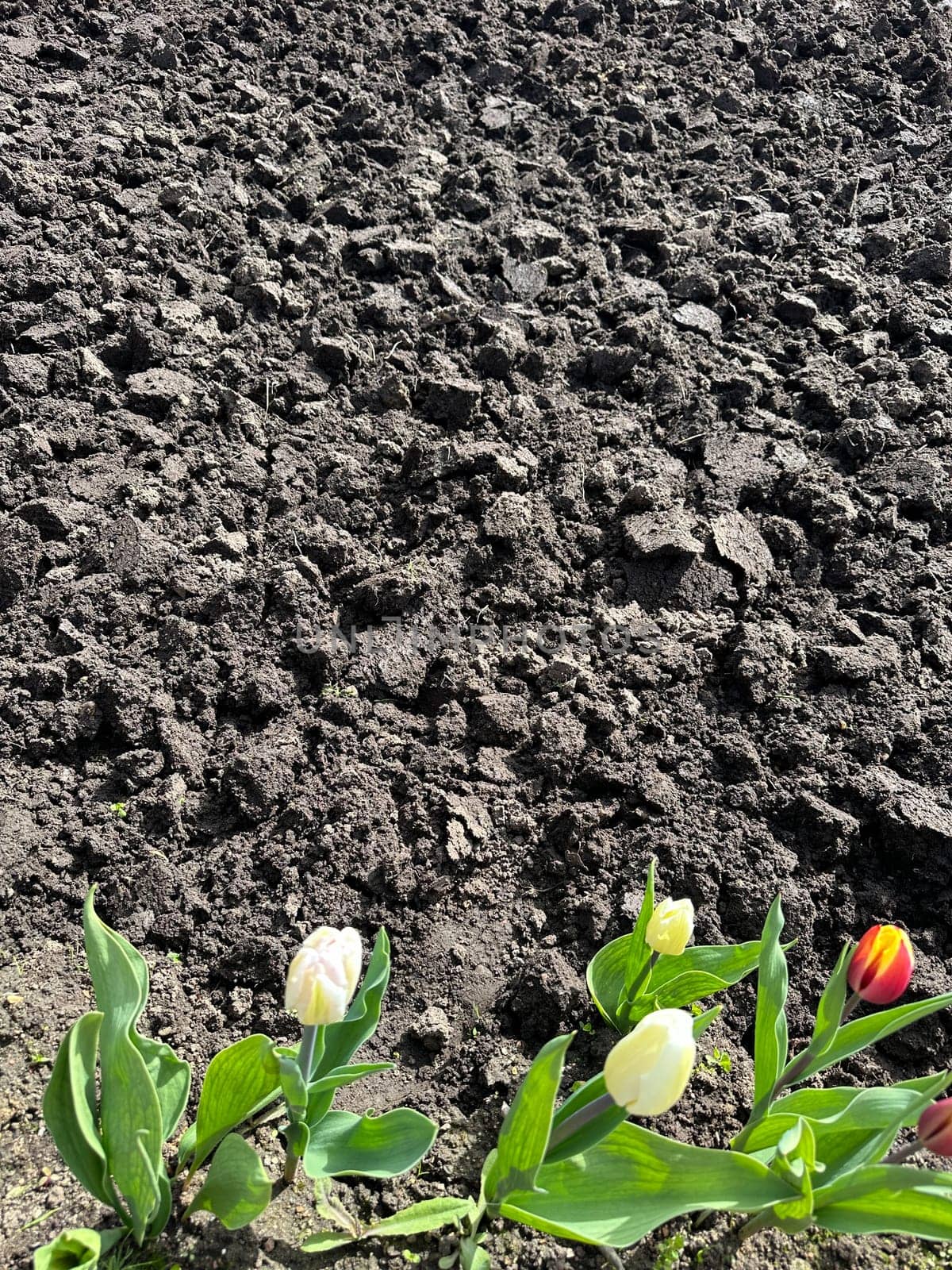 tulips growing near brown
land