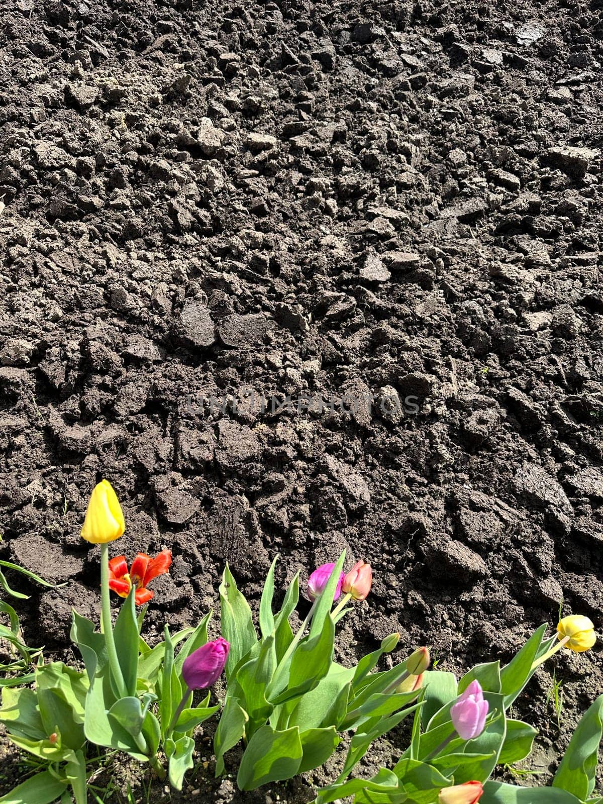 tulips growing near brown
land