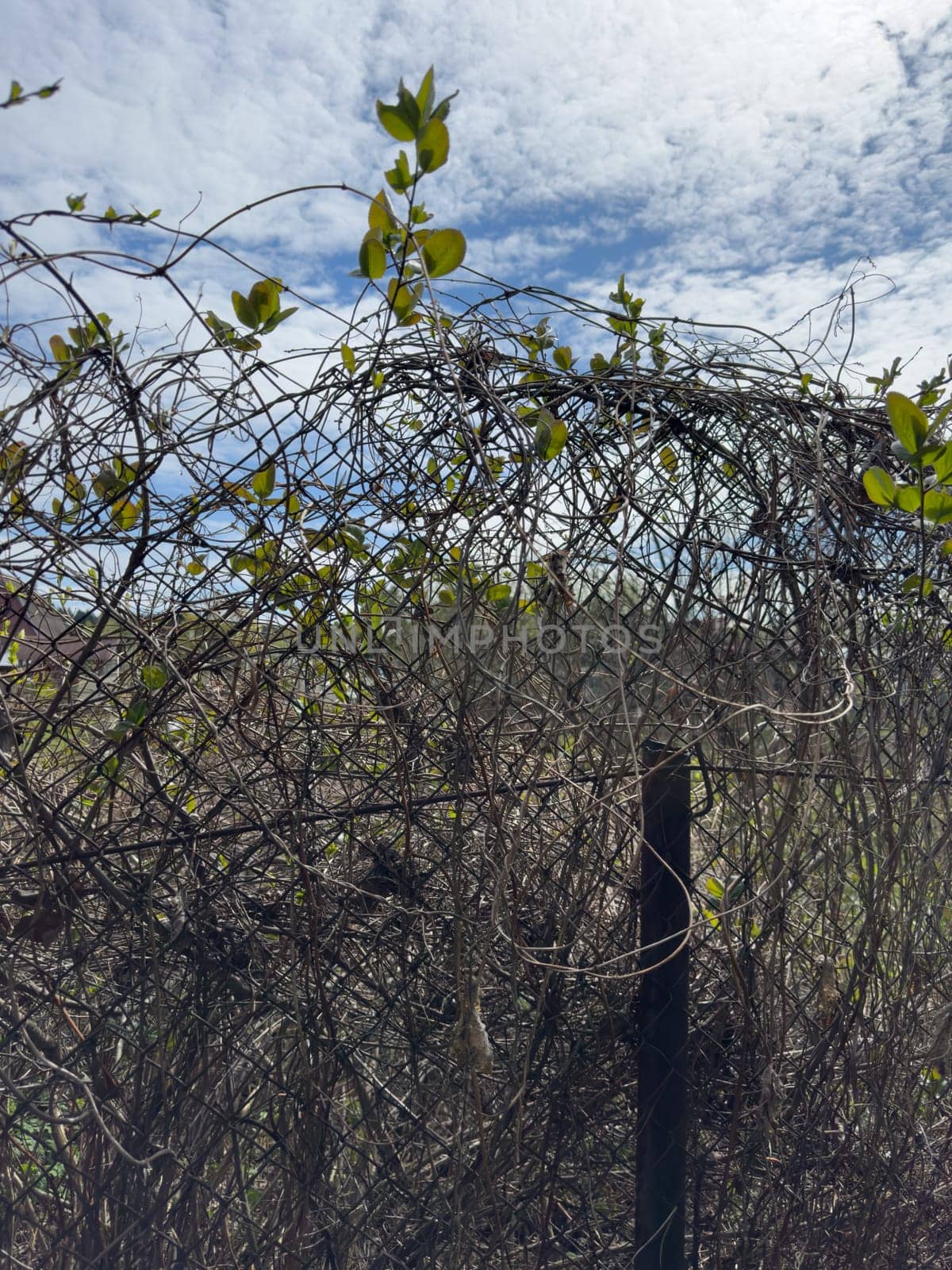 dry climbing plant on a mesh fence