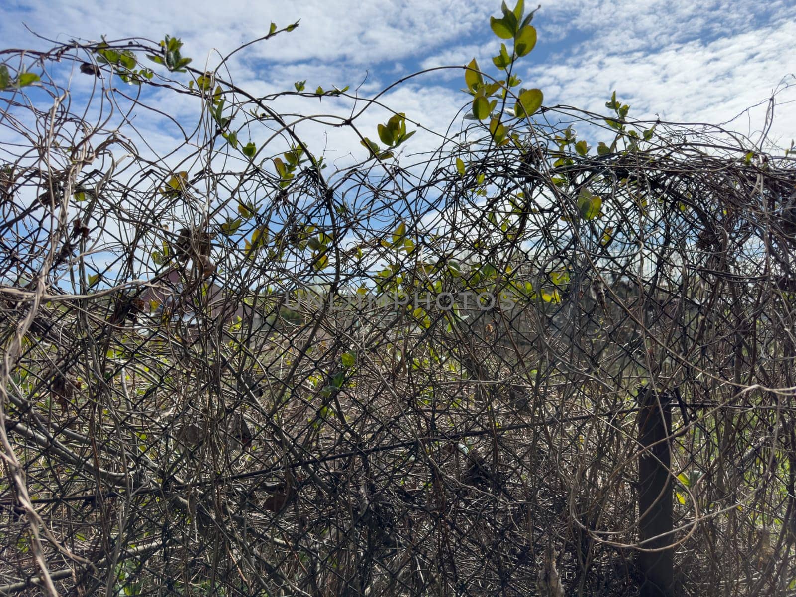 dry climbing plant on a mesh fence