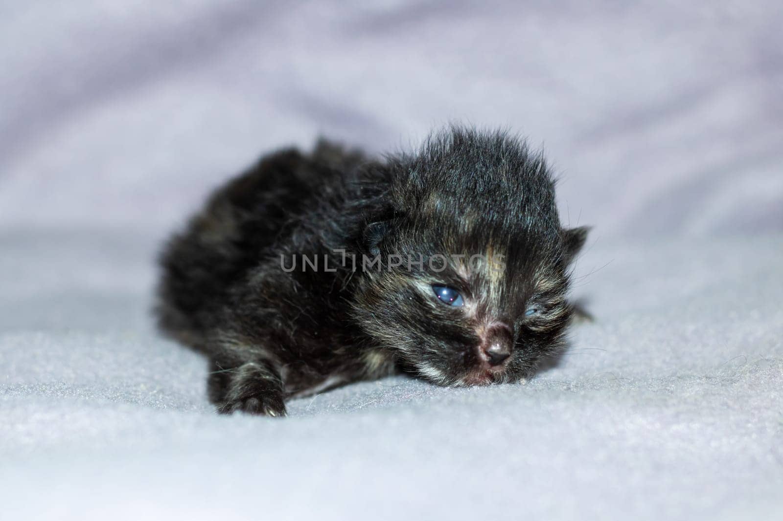 A small Felidae kitten with whiskers is resting on a white blanket. Domestic shorthaired cat with fur, claws, and tail, typical of small to mediumsized cats