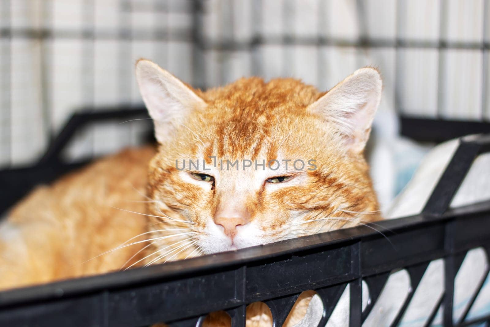 A Felidae, small to mediumsized carnivore cat with fawn fur is peacefully laying in a black basket with its eyes closed by the window, showcasing its whiskers and snout