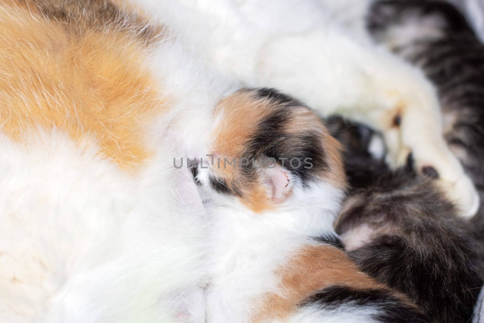 A small calico Felidae kitten with whiskers is nursing from its mothers breast while her tail sways. The closeup shot captures the fawn fur, tiny snout, and fluffy foam around her mouth