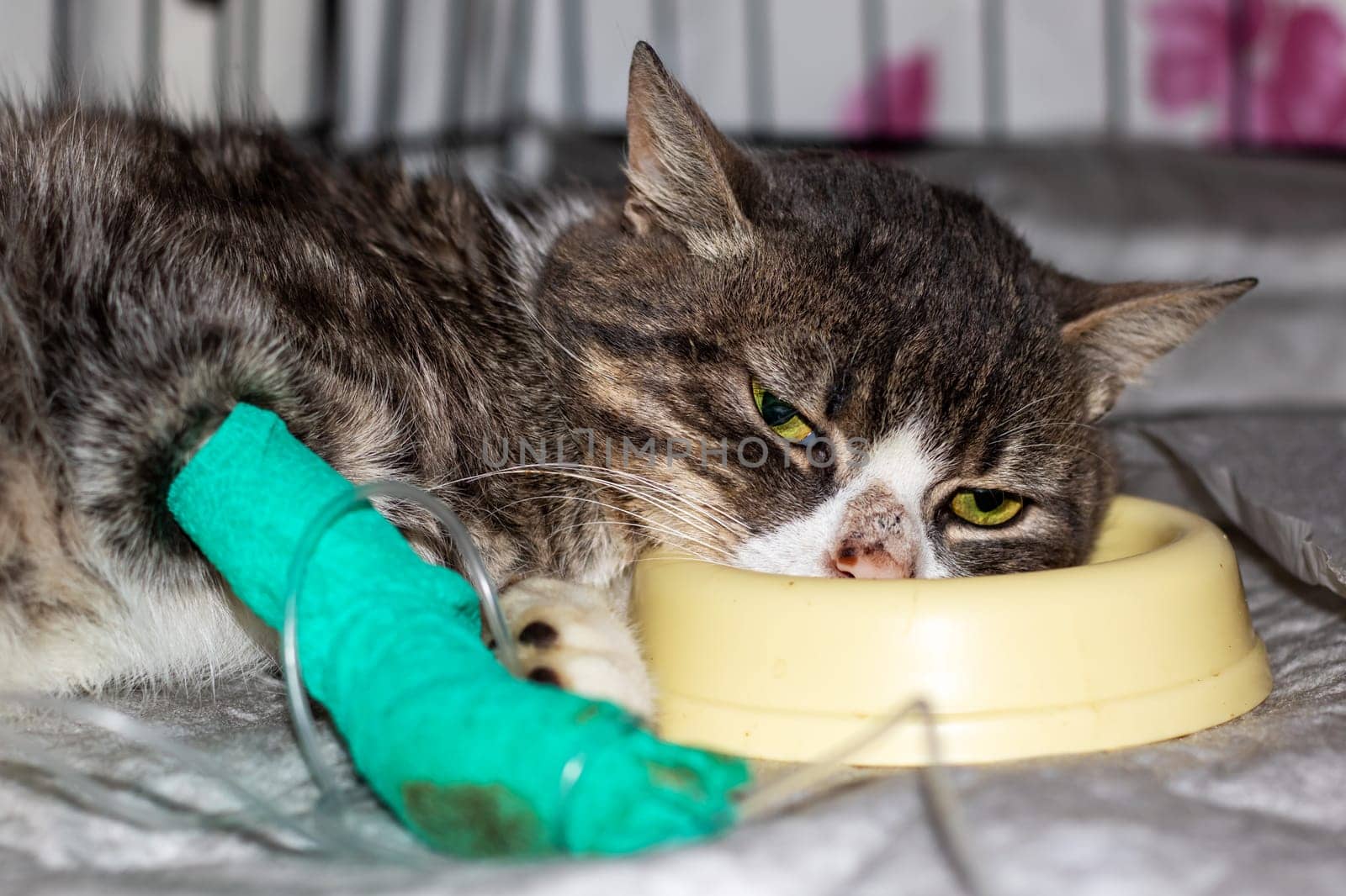 A Felidae Carnivore with a bandaged paw is eating from a yellow bowl. The Small to mediumsized cat has whiskers, a snout, and domestic shorthaired fur