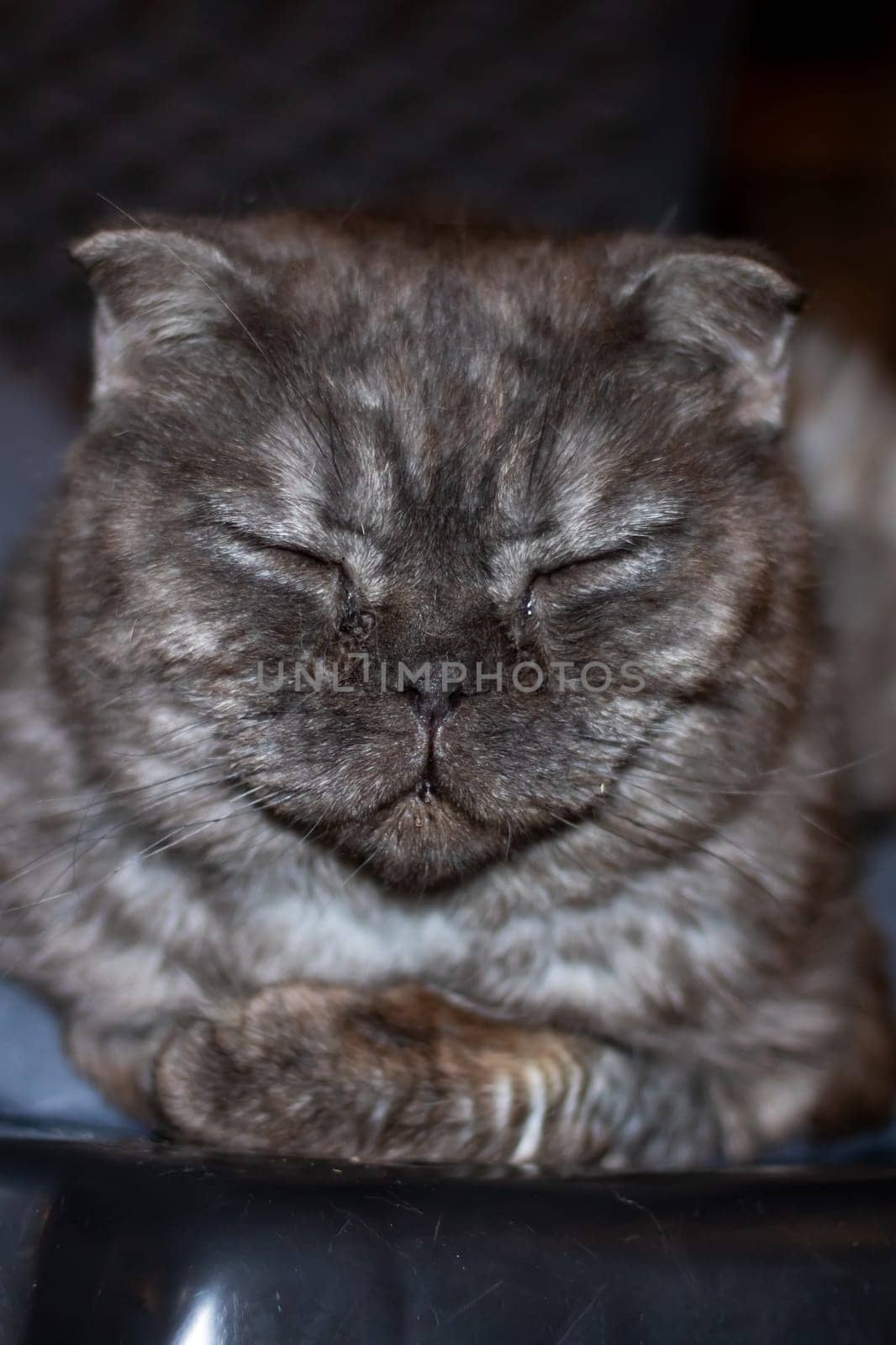 Gray exotic cat lying on a bed close up