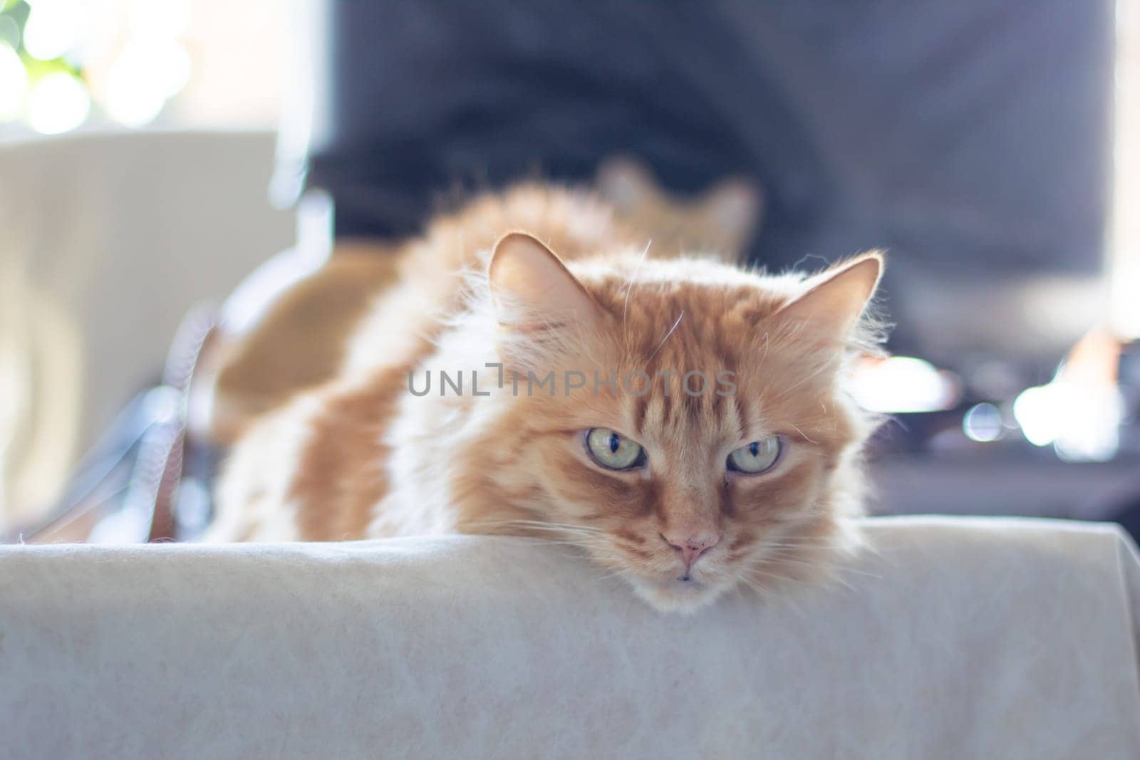 Red fluffy Maine resting at home close up