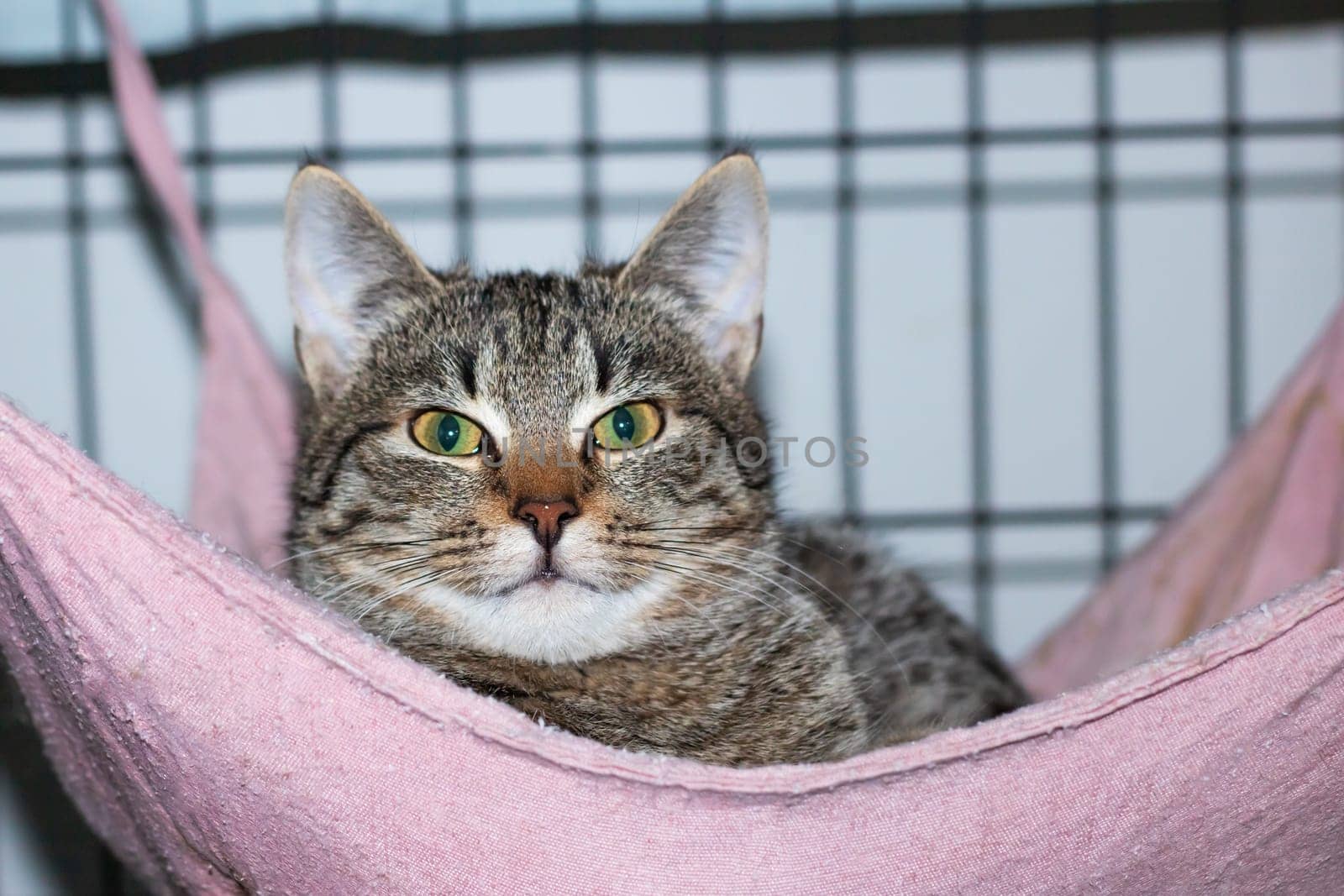 A Felidae lays in a pink hammock, gazing at the camera. Its whiskers and snout are visible. This small to mediumsized carnivore is a domestic shorthaired cat, with fur and a terrestrial habitat