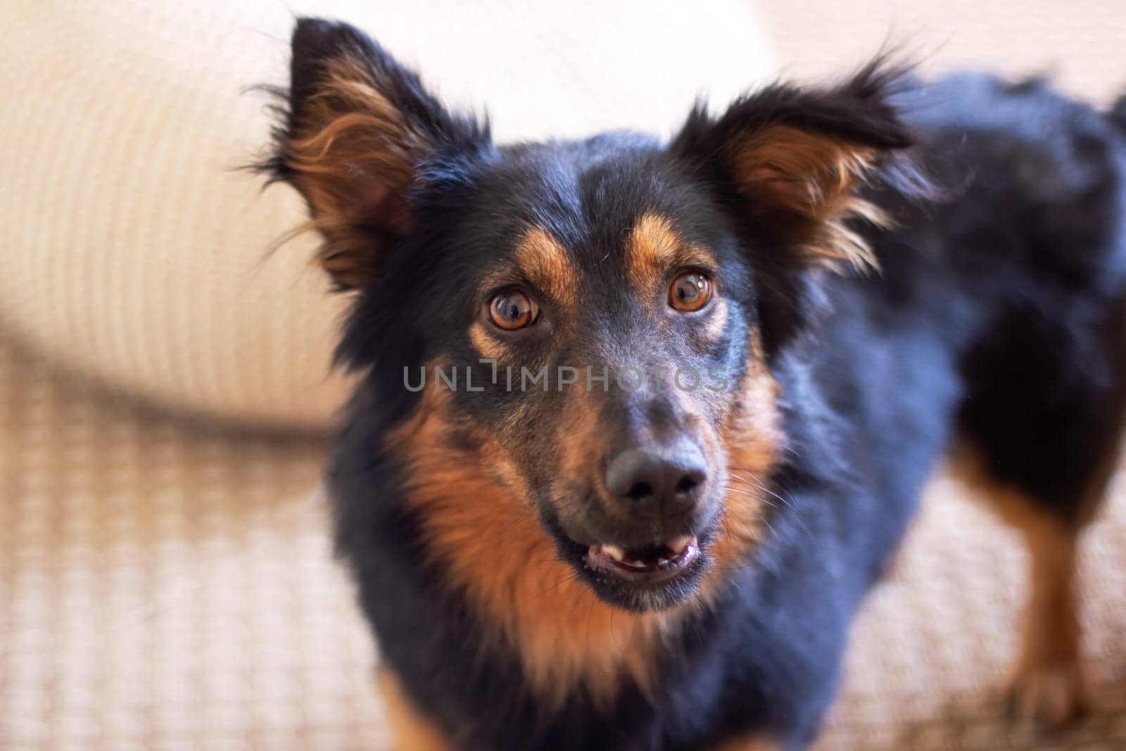 A black and brown Canidae dog, with whiskers and fur, is staring directly at the camera. This companion dog, belonging to the Sporting Group, has a closeup shot highlighting its ears