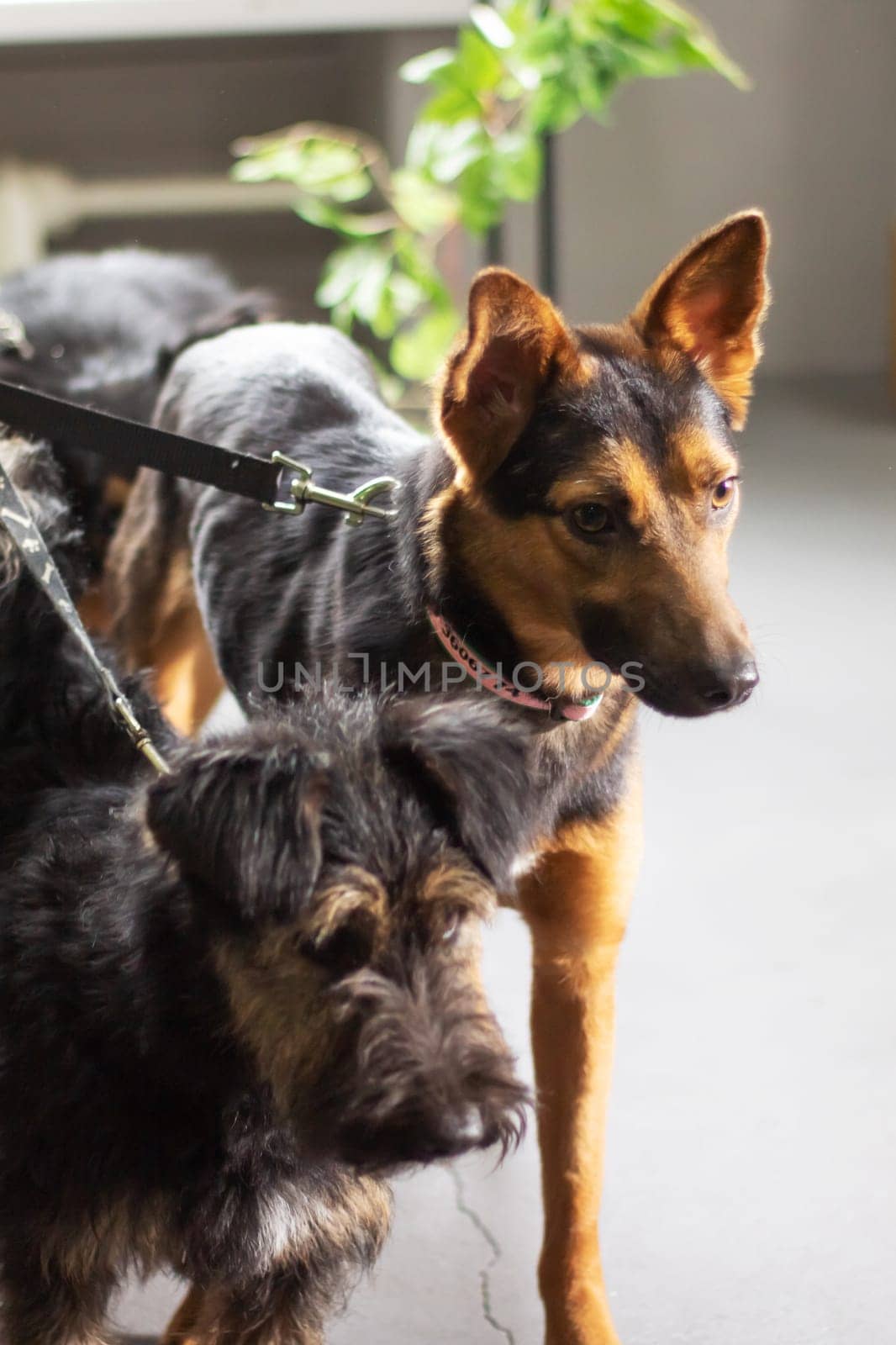 A pack of Canidae, carnivorous terrestrial animals, including various dog breeds from the Sporting Group, stand side by side on a leash, sharing a bond as working dogs with distinctive snouts