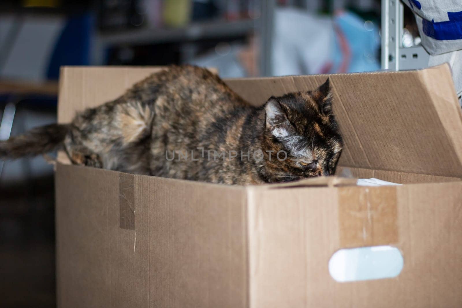 A domestic shorthaired cat, a member of the Felidae family and a carnivore, with whiskers and fur, is lounging inside a shipping box made of wood