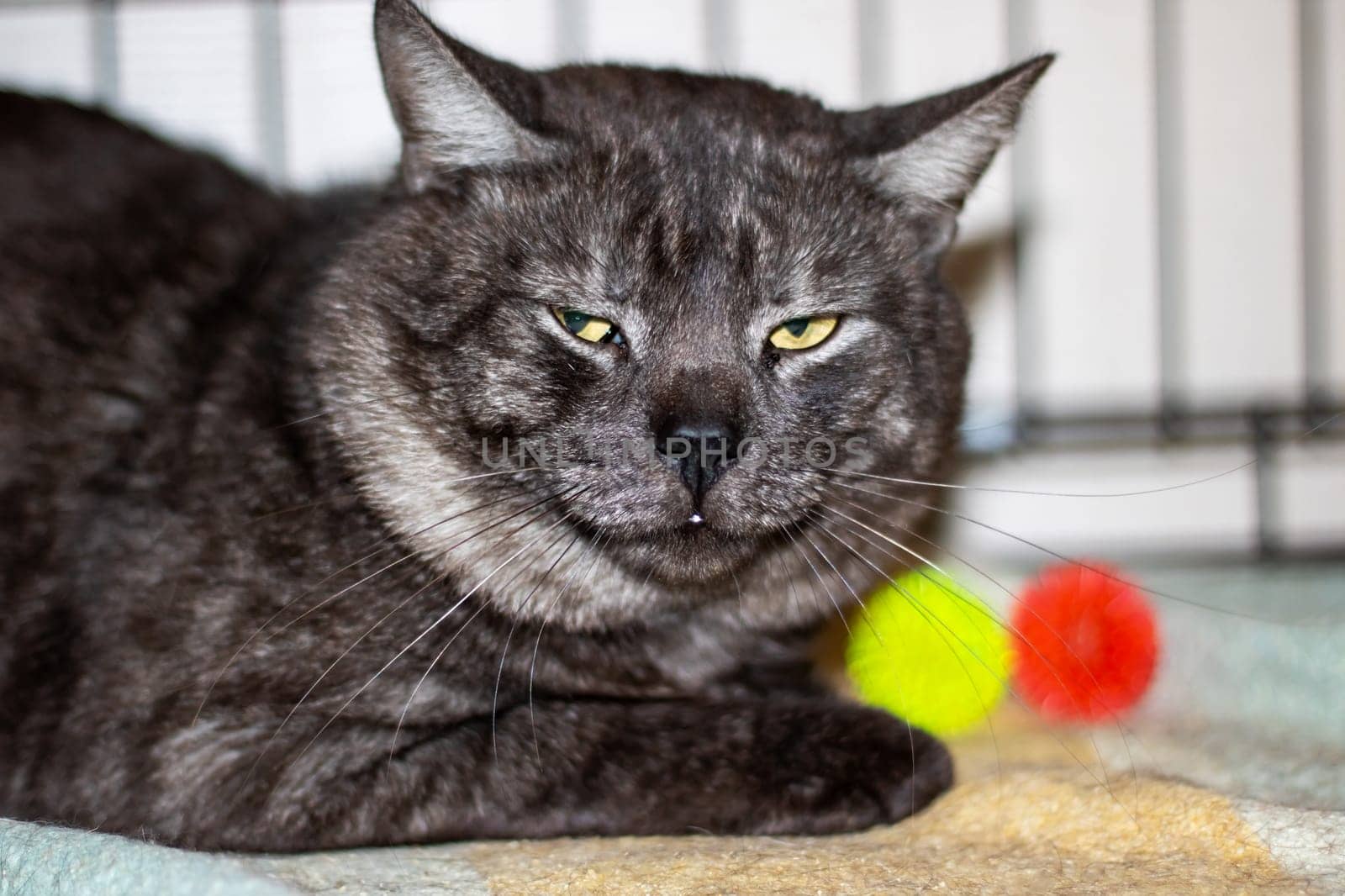 A domestic shorthaired cat with gray fur and yellow eyes is lounging on a blanket. This small to mediumsized Felidae carnivore has whiskers and a snout, resembling a Bombay breed