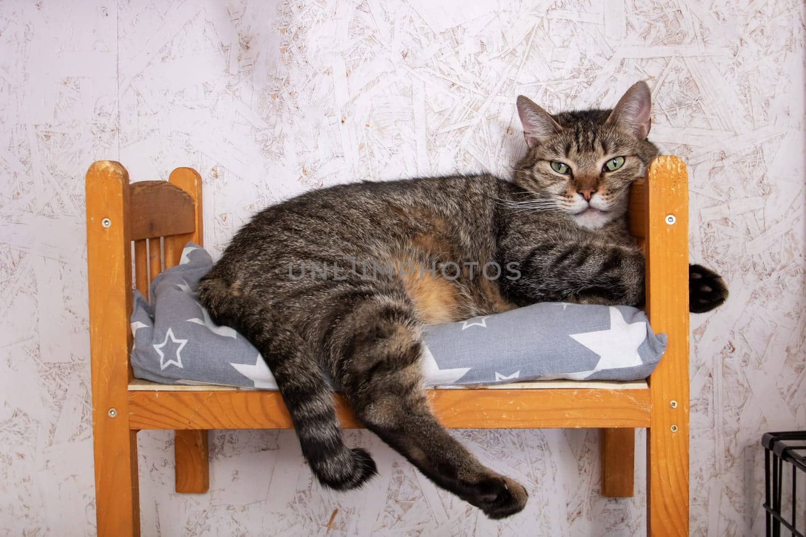 A Domestic shorthaired cat, a small to mediumsized Felidae carnivore, is lounging on a wooden bed by the window. Its whiskers twitch as its tail sways lazily
