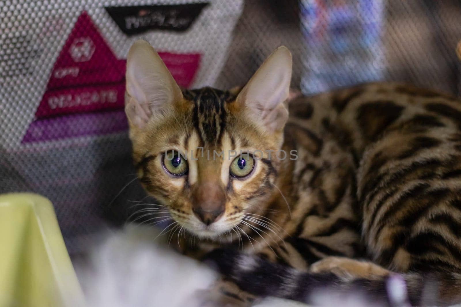 A Felidae, carnivorous Bengal cat with whiskers and fur is lying in a cage, gazing at the camera. This small to mediumsized terrestrial animal is a popular pet supply and a part of the wildlife