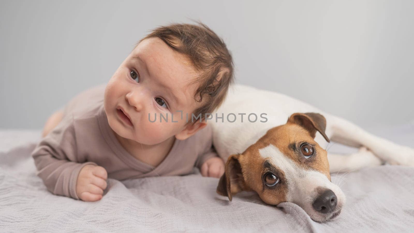 Portrait of a baby lying on his stomach and a Jack Russell Terrier dog. by mrwed54