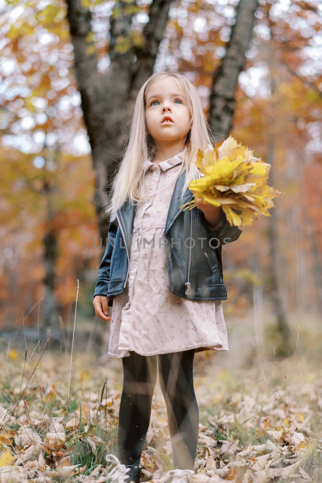 Little girl with a bouquet of yellow leaves stands in the park and looks up. High quality photo