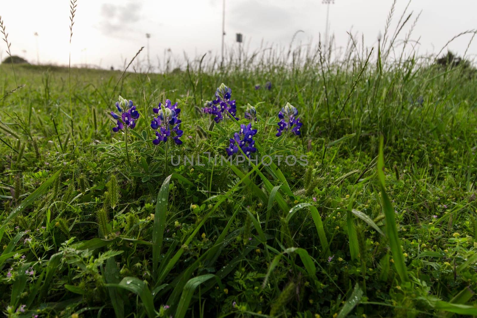 Views at Bluebonnet Park, Ennis, Texas